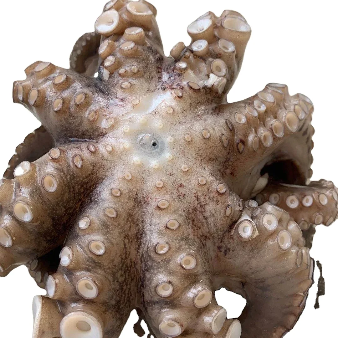Wholesale Seafood Frozen Octopus Good Quality Origin Indonesia