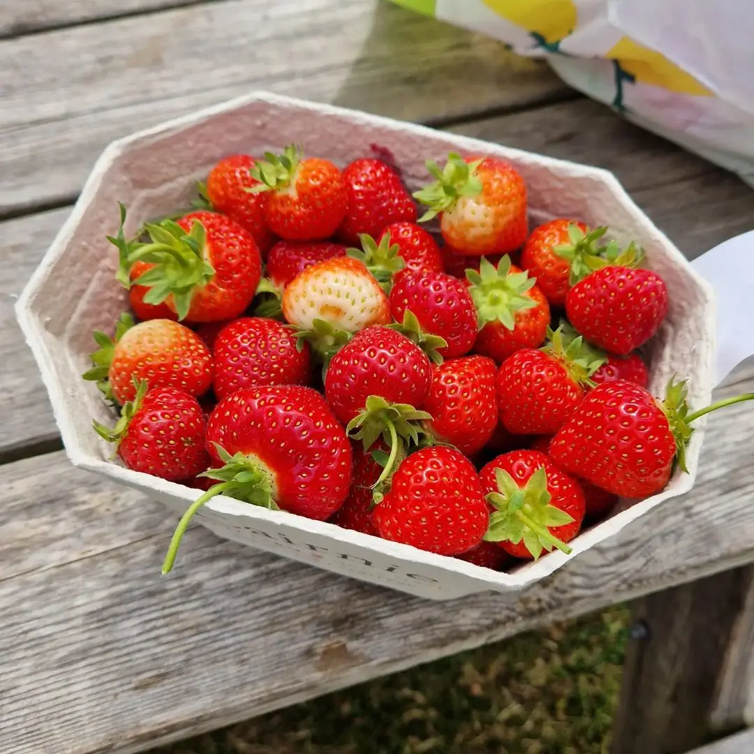 Fresh Strawberry, Frozen Strawberry,blue Berries Fresh Berries Fruits high quality Fruits brands in South Africa