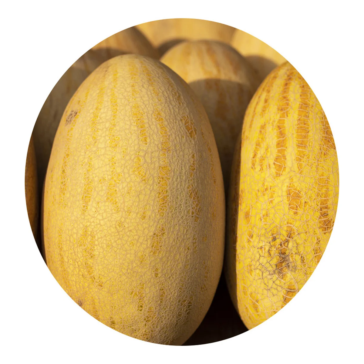 Environmentally friendly melon from Uzbekistan own production wholesale low price