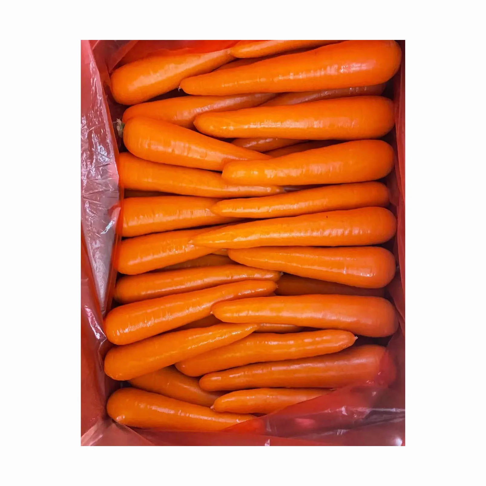 Fresh Carrot / Clean Carrot in Carton / Carrot wholesaler Price Fresh Carrot From Vegetables Fresh Carrots Seed For Wholesale Ex
