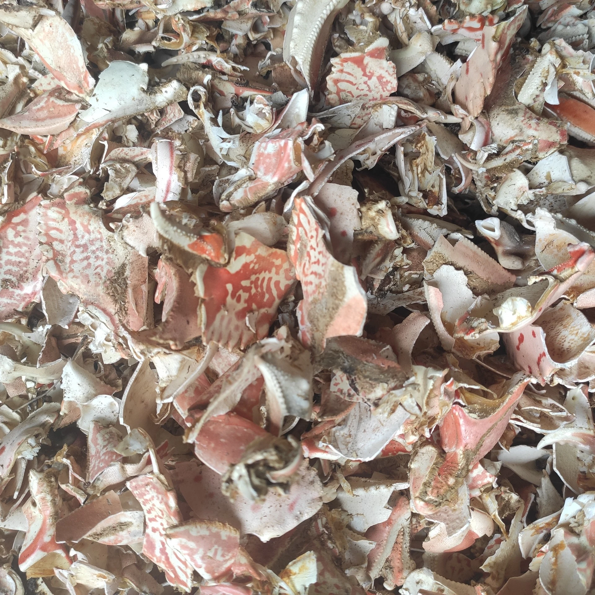 BEST PRICE FOR DRIED CRAB SHELL/ SHRIMP SHELL TO MAKE CHITIN CHITOSAN FOOD GRADE FROM VIET NAM