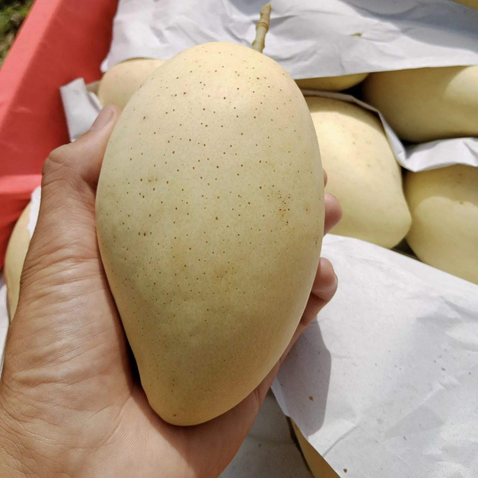 Vietnamese Cat Chu Mango Good For Healthy Fresh Export Purchase Organic Farm Carton Packaging Vietnam Trading