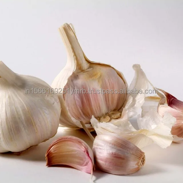 Garlic Healthy Raw Materials Organic Fresh Garlic