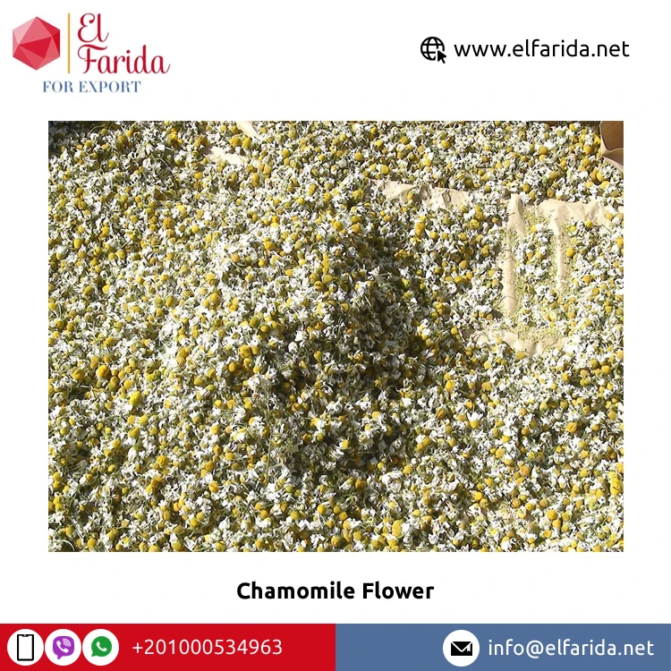 Wholesale Price Top Quality High Nutritious Yellow and White Dried Chamomile Flower Petals TBC Flavor Tea for Bulk Purchase