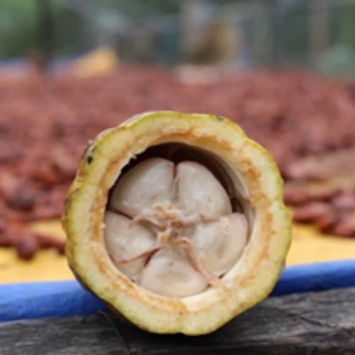 Premium Slightly Bitter And Sour Taste Distinct Cocoa Flavor Azzan Dark Chocolate 100% Cacao Made In Vietnam