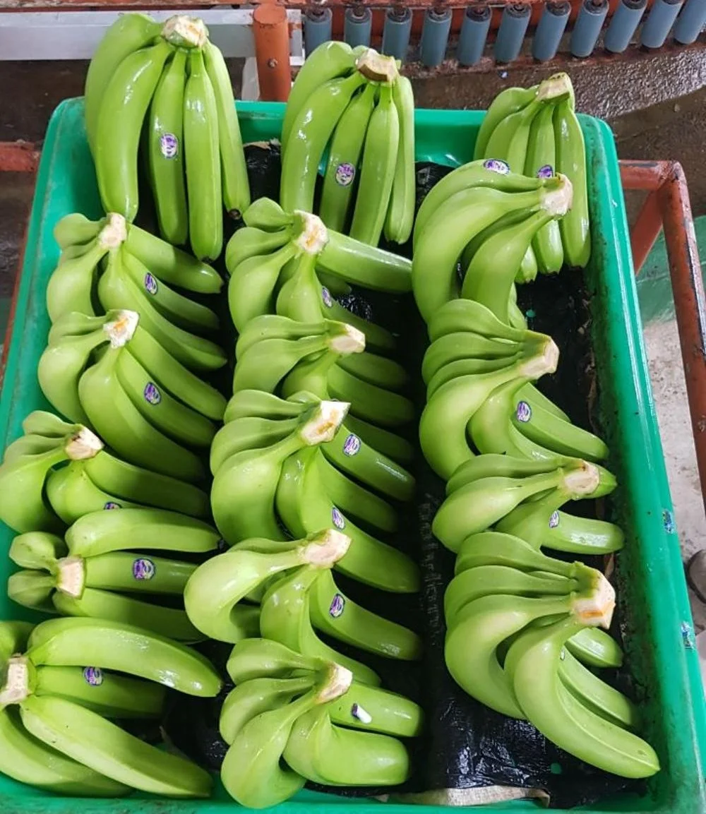 Vietnamese Premium Fresh Cavendish Banana Green Banana for Sale Farm Price