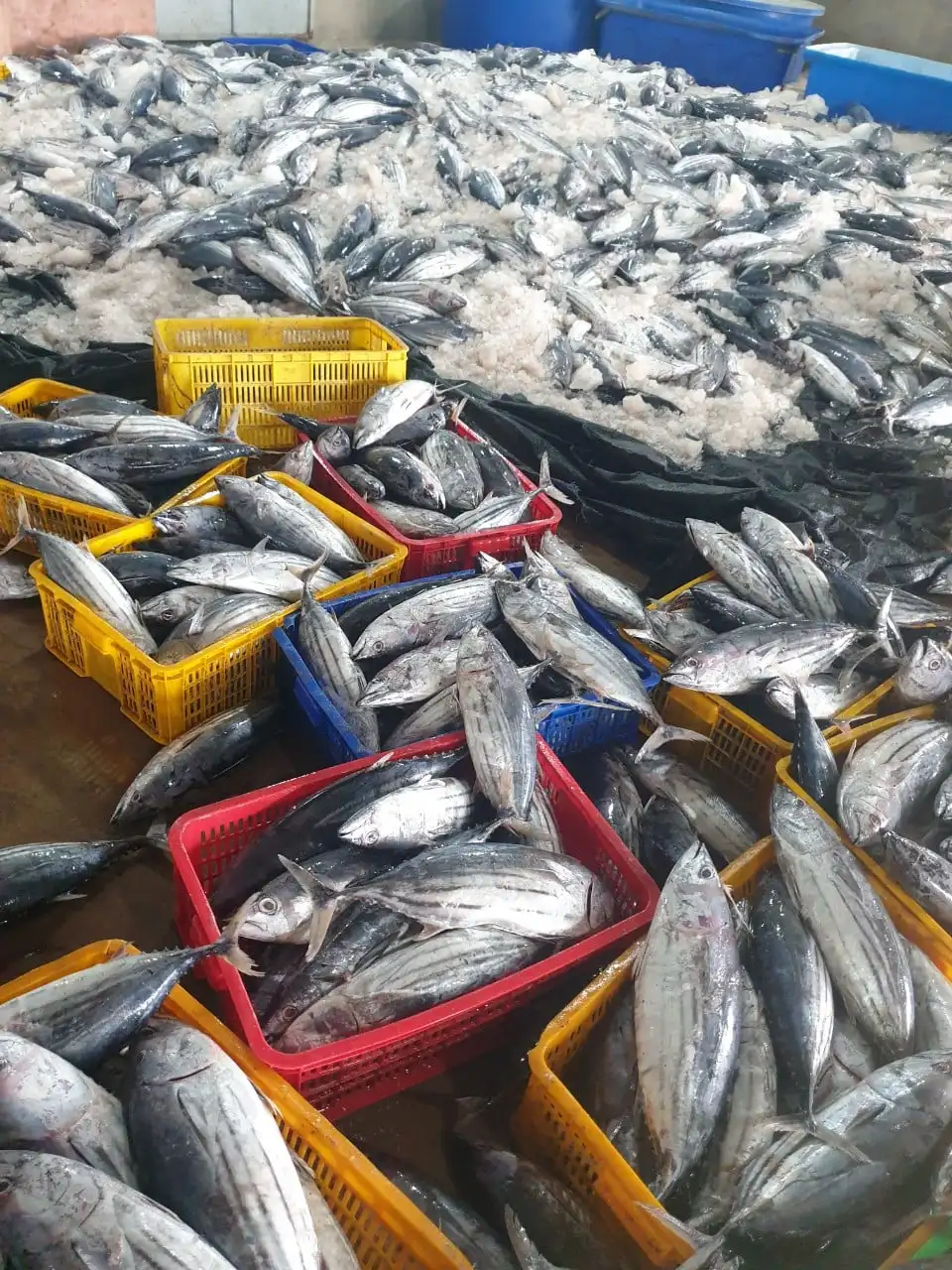 Factory Direct Hot Sale Good QualityWholesale Tuna Skipjack High Quality Sea Frozen Fish & Low Price from Indonesia