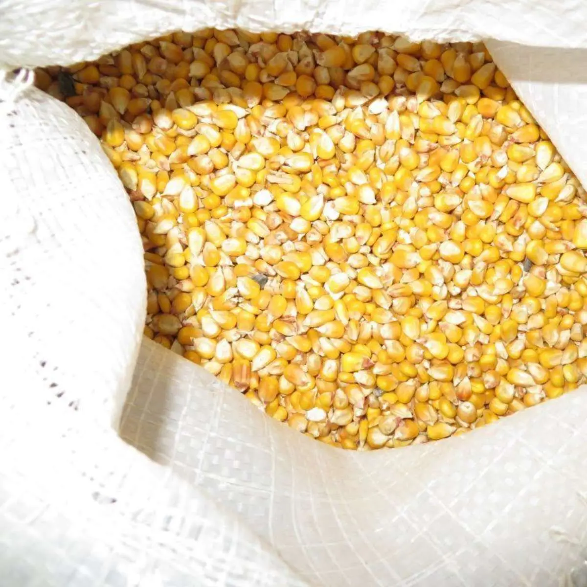 HIGH QUALITY CORN FOR SALE AT GOOOD PRICE