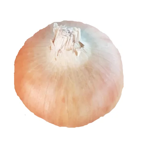 Fresh yellow onion export crop 2023