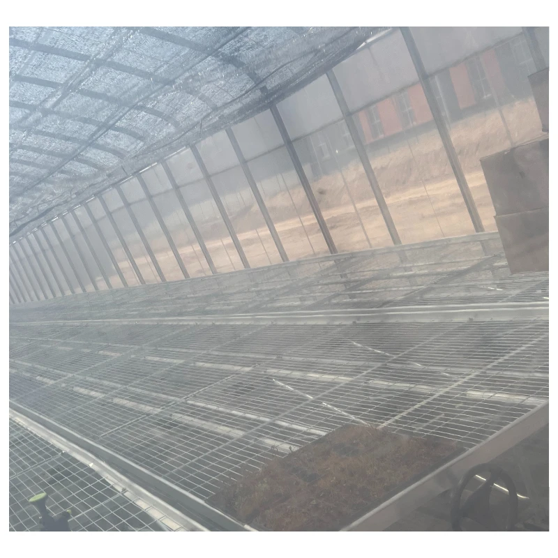 Agricultural greenhouse pillar multi-span cabbages growing vigorously tunnel multi-span film greenhouse