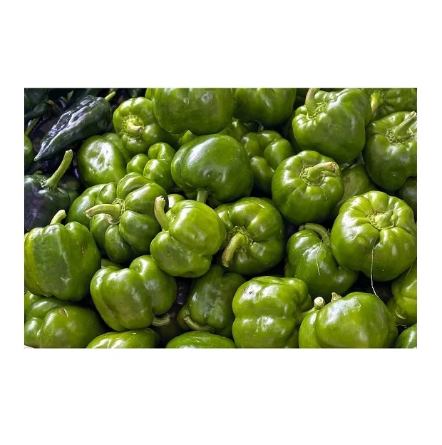 Supply Fresh Vegetables Fresh Capsicum Red Bell Pepper Green Bell Pepper
