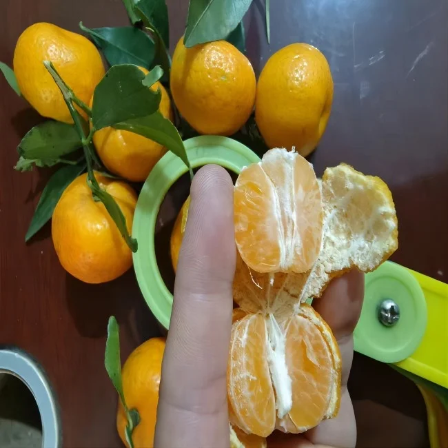 Fresh Citrus Baby Mandarin Orange Tangerin
