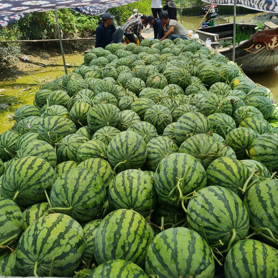 Seedless Fresh Watermelon for Sale Bulk Fresh Fruit Sweet Taste Nice Color