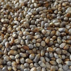 High quality yellow millet millet with shell big yellow rice