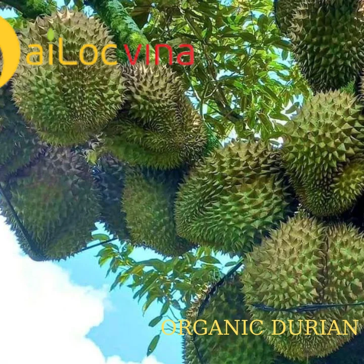 Fresh Monthong durian   frozen durian supplier made in Vietnam
