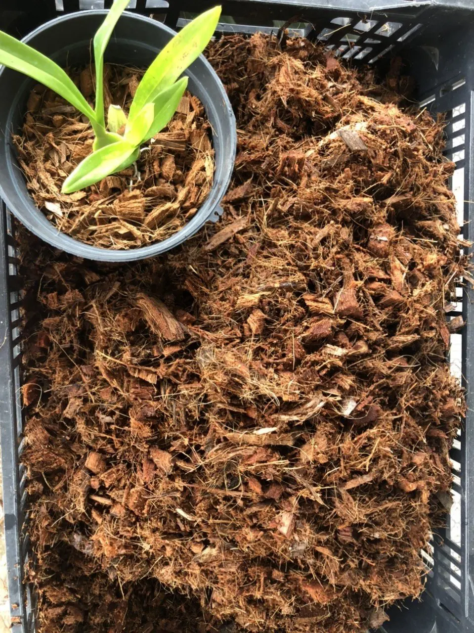 THE LARGEST SUPPLIERS ABOUT COCO PEAT CHIP GROW BAG FROM INDONESIA WITH HIGH QUALITY AND NUTRIENT BEST CHOICE OF NURSERY SEEDS