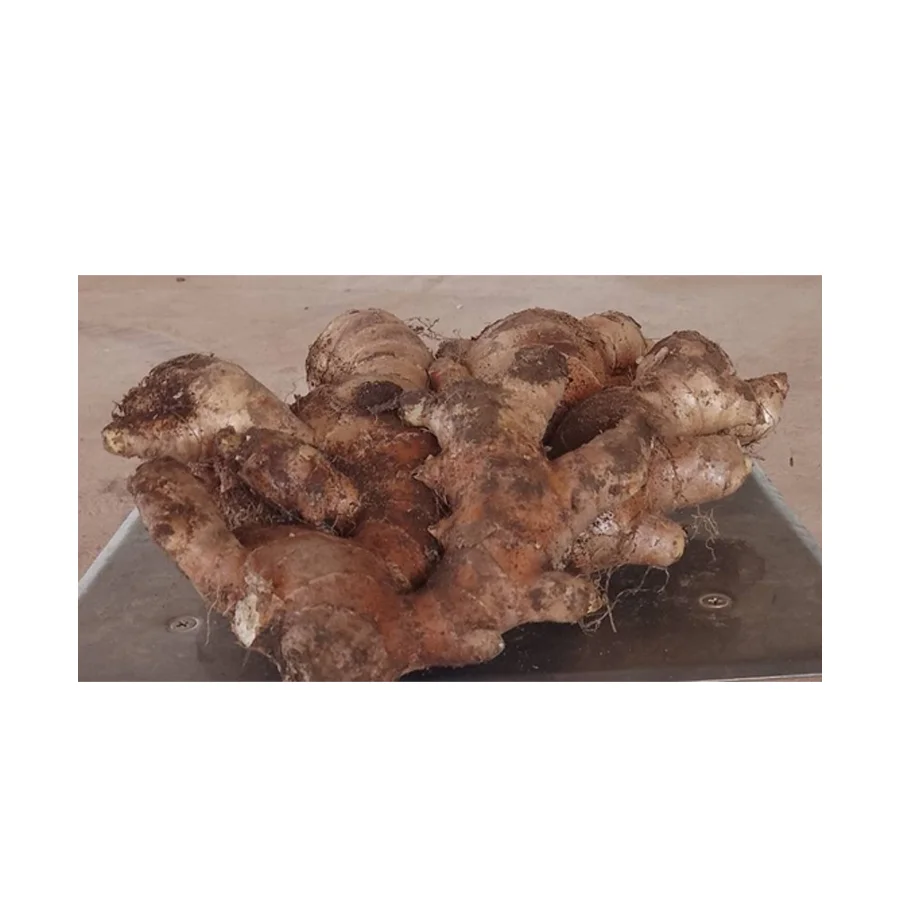 Thai Vegetable 100% Natural  Fresh Ginger Root Spices & Herbs High Quality Wholesale Export Product from Thailand