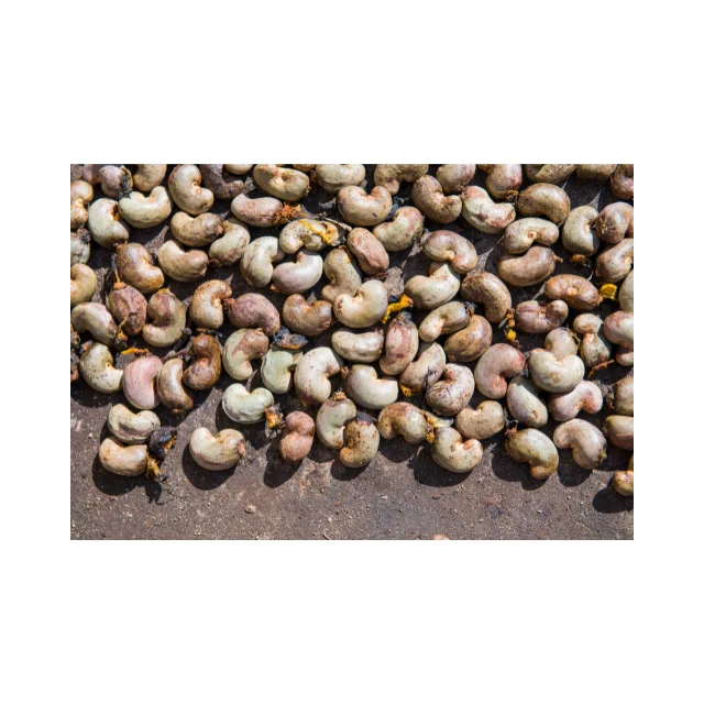 Лидер продаж сырые орехи кешью из StarLab собранные прямо в саду по хорошей цене