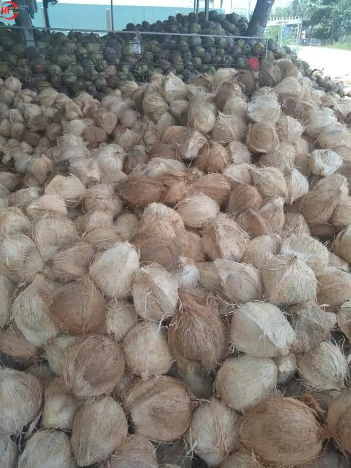 Convenient Use Vietnamese Export Sweet Organic Husked Fresh A Grade Young Coconut With Ring Pull (Shell Peeled & Polished)