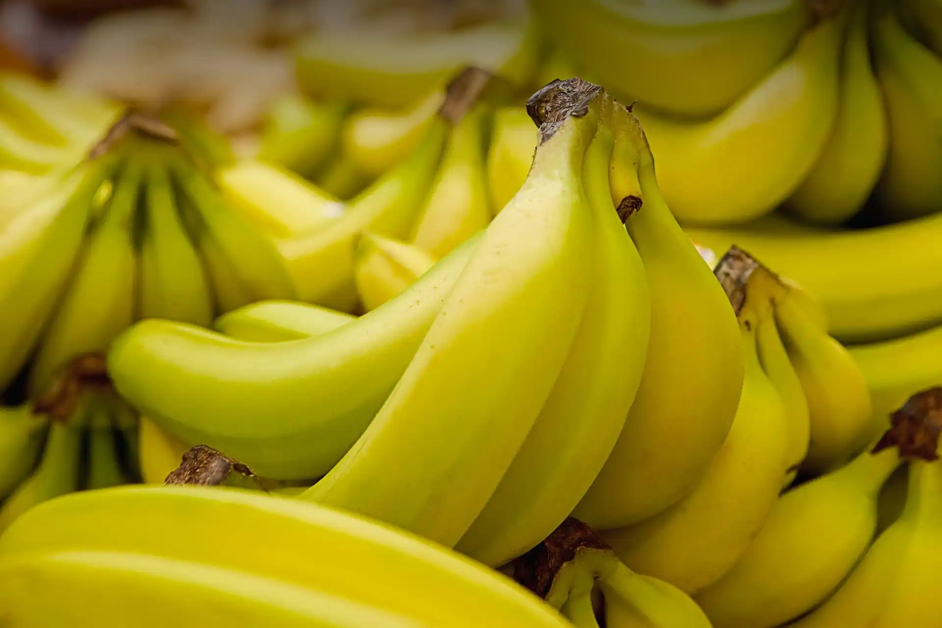 CANVEDISH BANANA VIETNAM- Fresh Banana with best quotation / Vietnam Agriculture Food CO., LTD