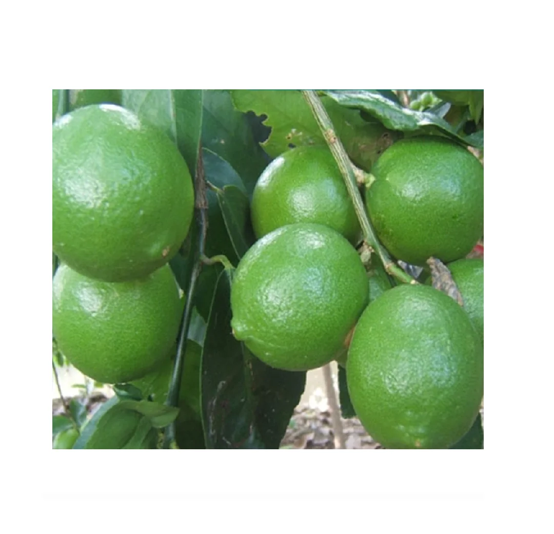 Fresh Fruit Seedless Maturity Natural Good Quality Big Sour Taste Size 5cm 12 Months Shell Life Full Vitamin C Green Lemon Lime