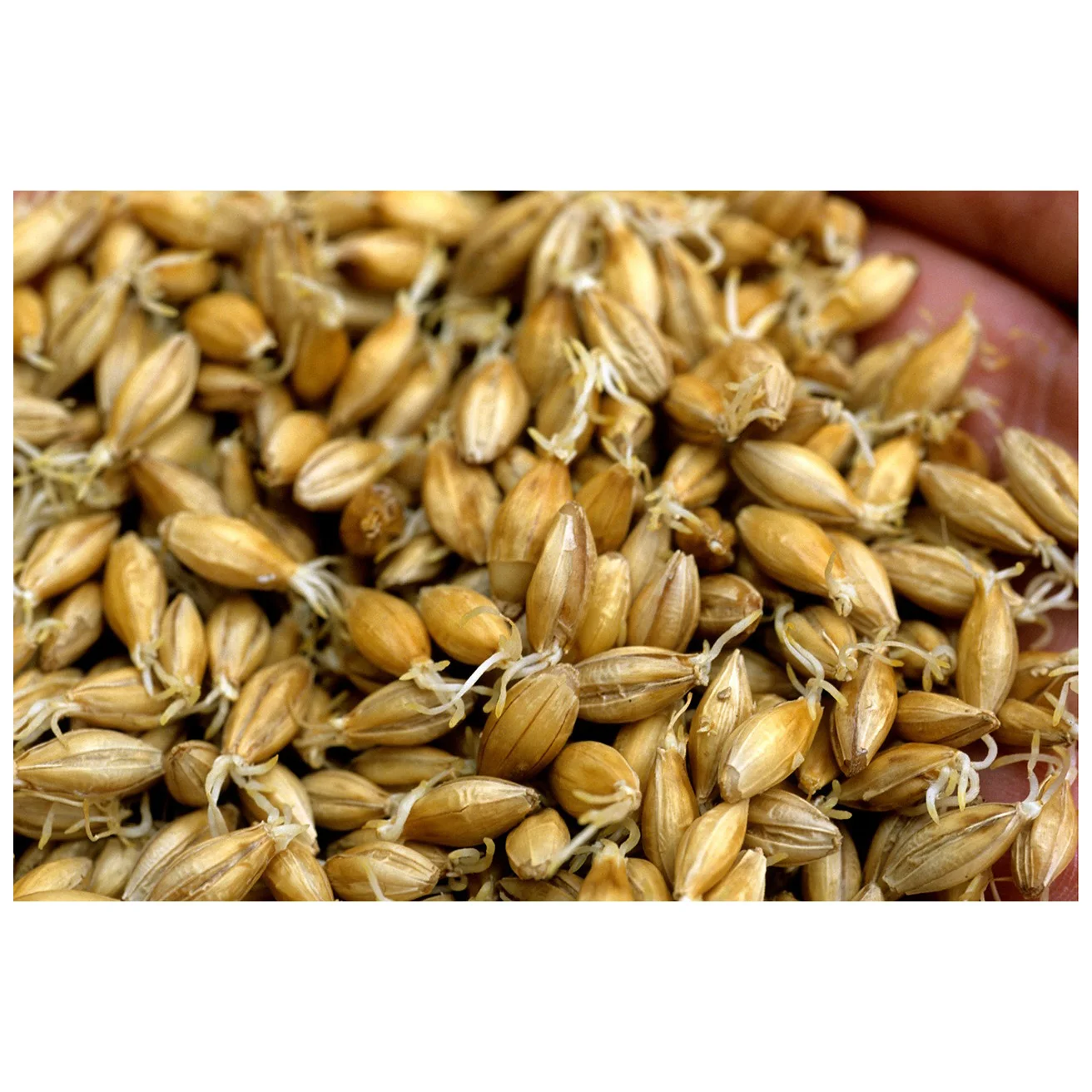 Ячмень для солода корм ячменя солодовый животных ячмень потребления человеком горячие продажи высокого качества