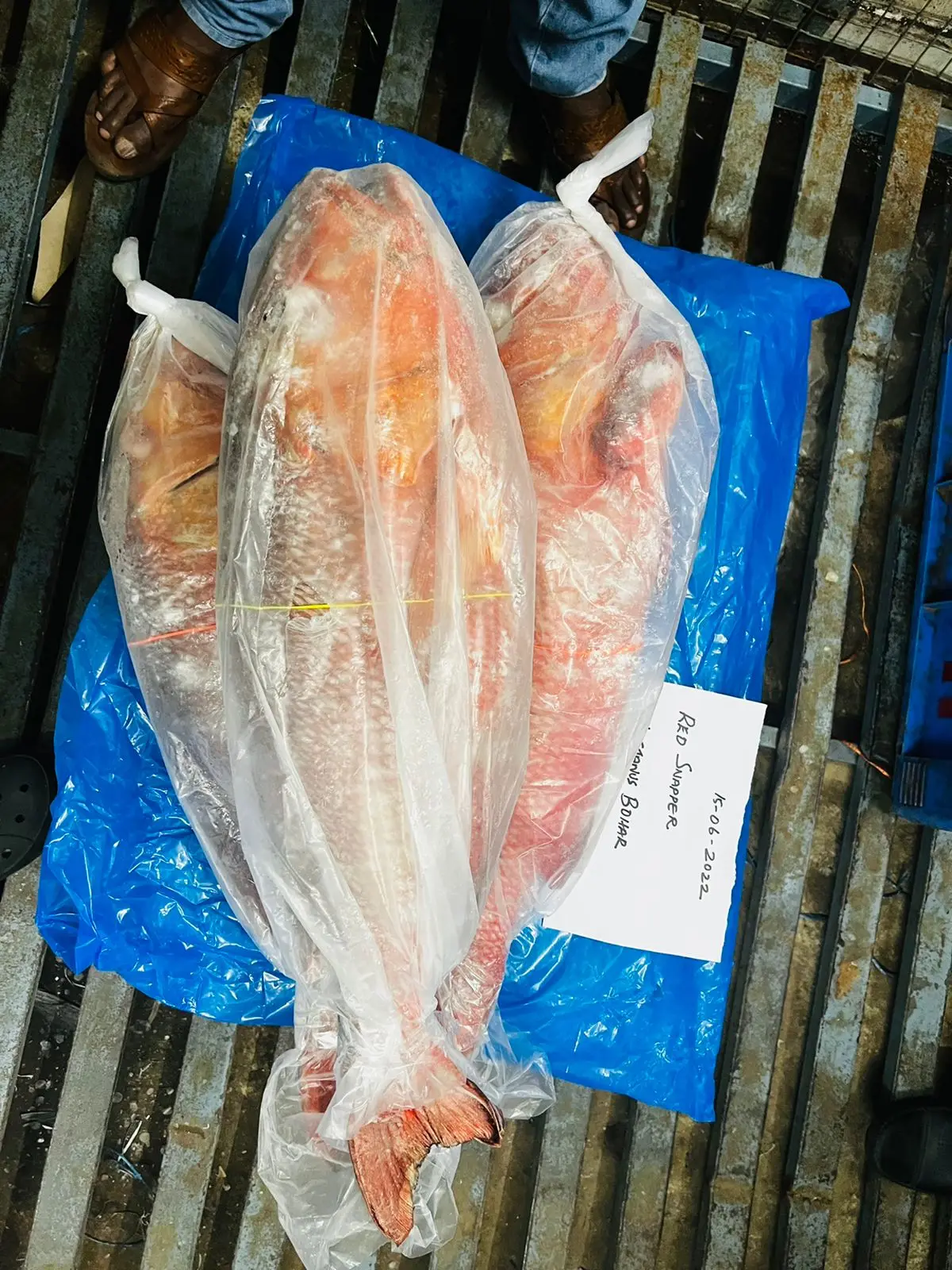 FROZEN RED SNAPPER FISH WHOLE