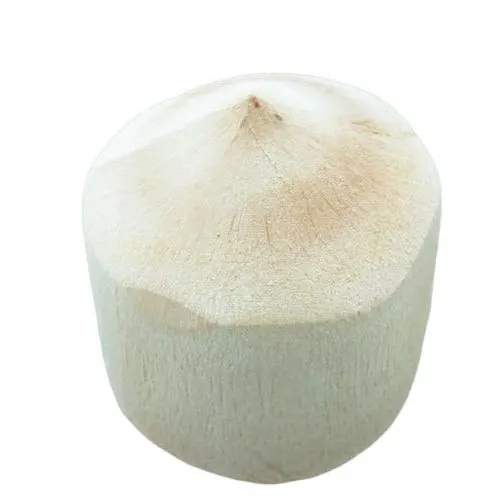 Поставщик тропических фруктов/свежих кокосов в форме бриллиантов/свежих кокосов Xiem из Вьетнама (Whatsapp + 84 366 808 683)