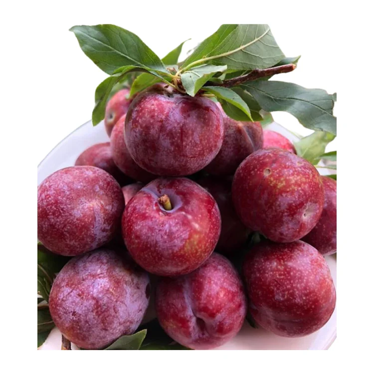 bluish-purple plums High Quality new crop using for many purposes TCVN packing in carton Made in Vietnam Manufacturer