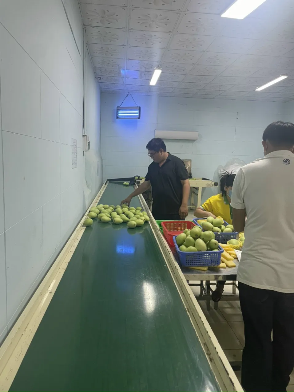 Wholesale 2023 Cheap Price Fresh Mango Fruit From Vietnam / Fresh Mango High Quality Made In Vietnam