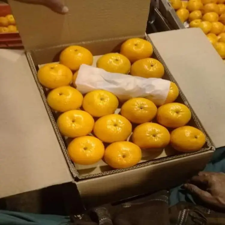 Most Popular Excellent Quality Farm Fresh Orange Fruit in Bulk Quantity Fresh Natural Orange For your good Health Available