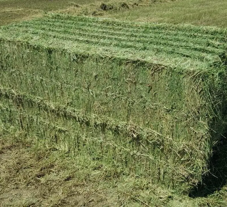 Whole Sale Alfalfa Hay for Animal Feeding Good Price