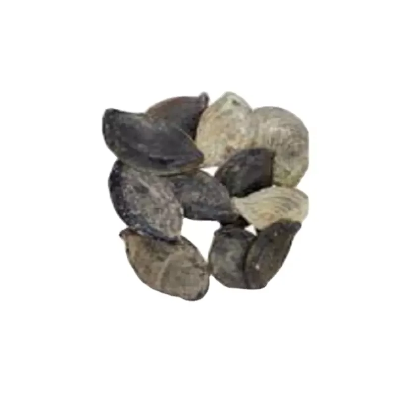 Murex Operculum Seashell / Operculum Shells / Gastropods for sale