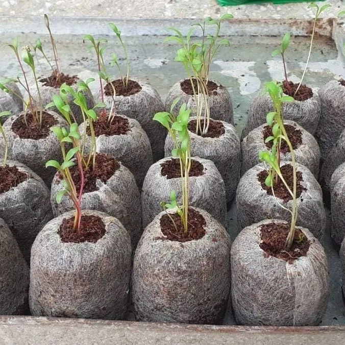 Horticulture peat substrate coconut coir pith pellet for hydroponics system 36mm cocopeat pellets