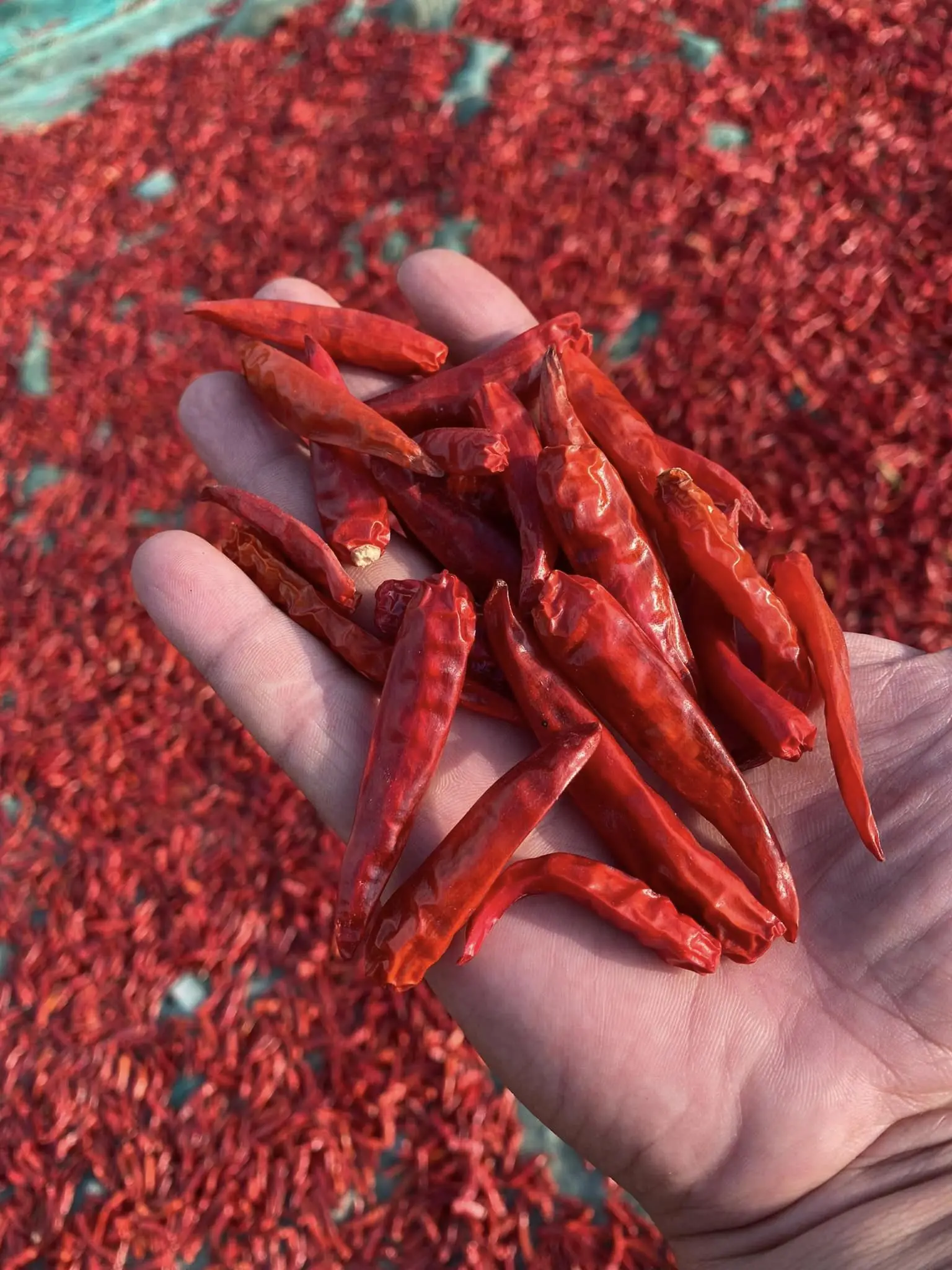 Hot Spicy Taste with Dried Red Chilies with or Without Stems Extremely Spicy Taste Made in Vietnam at Wholesale Price