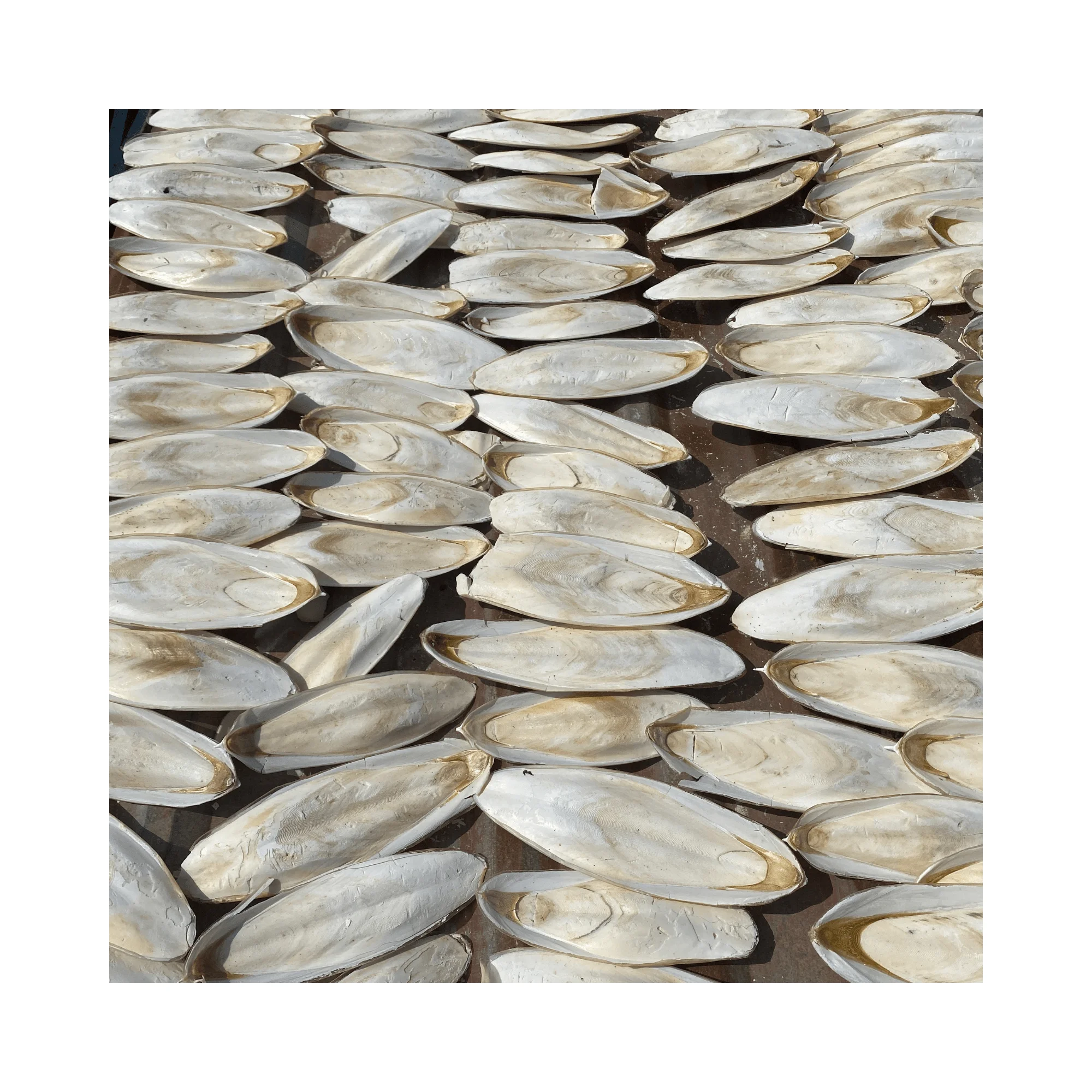 Dried Cuttlefish Bone - Fish Bones Dried Squid Bone With Competitive Price And Premium Quality Origin Vietnam 2024