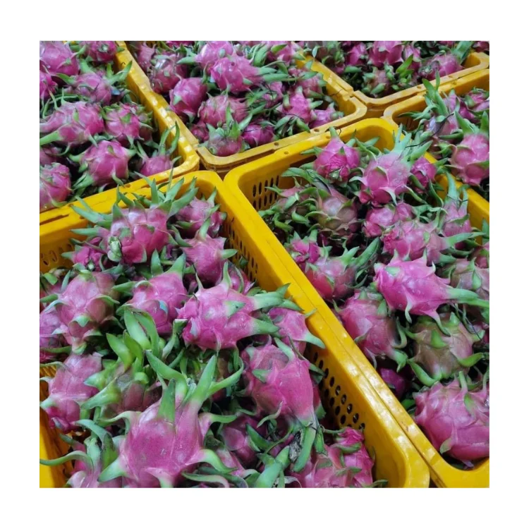 New Quality Premium Fresh Dragon Fruit Green Vina Fresh Organic Natural Sweet From Vietnam Manufacturer