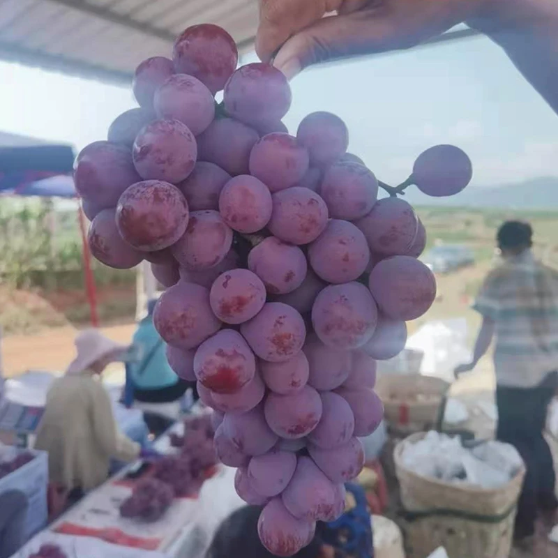 Varieties Seedless grapes fruit price sweet crop style storage cool packing fruit fresh grapes