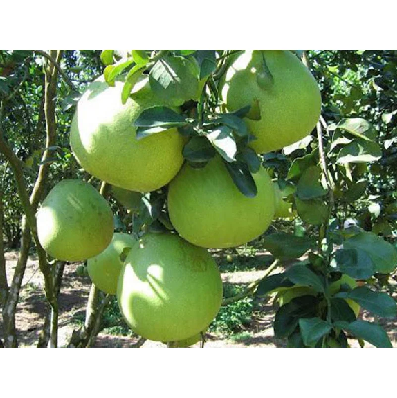 Flash sale Fresh Citrus Fruit Green skin pomelo grapefruit With pink flesh Brix 10 - 13% From Vietnam cheap