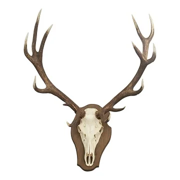 New Stock price Top Grade Red Deer Antlers for wholesale sale/ Deer Antlers For SALE