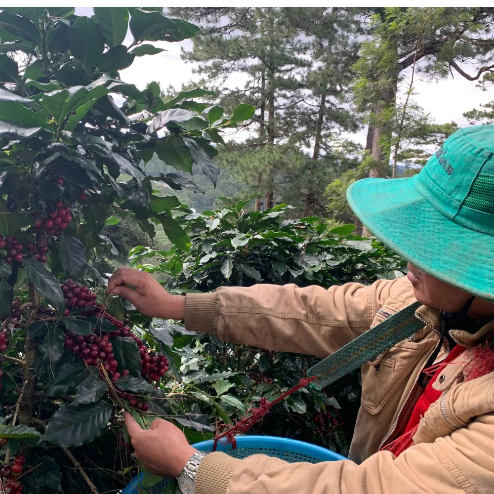 Недорогие зеленые кофейные зерна Robusta G2 столичного кофе в Gia Lai Vietnam обработка натурального сильного Горького нейтрального вкуса