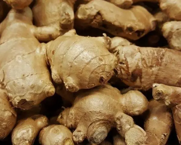 Factory price 2023 New Crop Fresh Ginger In Good Taste Supply Yellow Style Time Organic GAP Big Latest Weight Origin Vietnam
