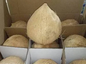 Fresh coconut semi husked Semi Husked Coconut At Low Cost - Ms Kathy