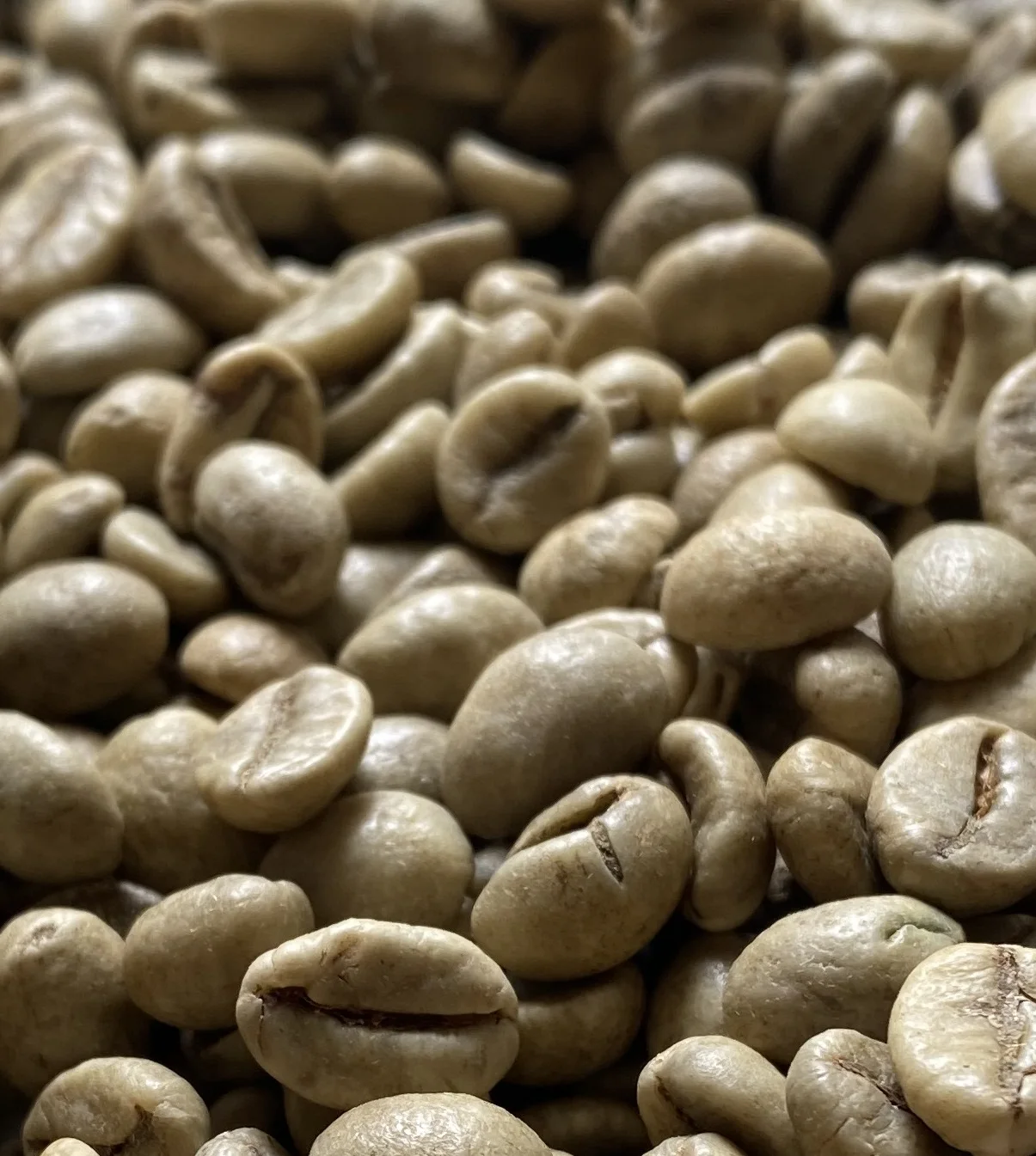 High quality Robusta green coffee beans