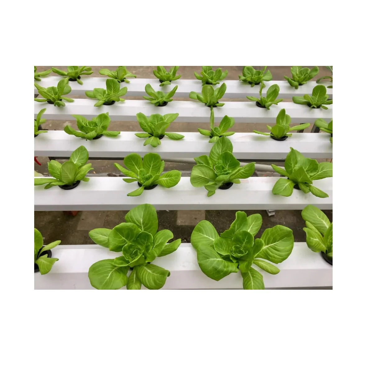 Microgreens Growing System Indoor White Technology Manufacturing Greenhouse Hydroponic Growing System PVC Channel Pipe Vietnam