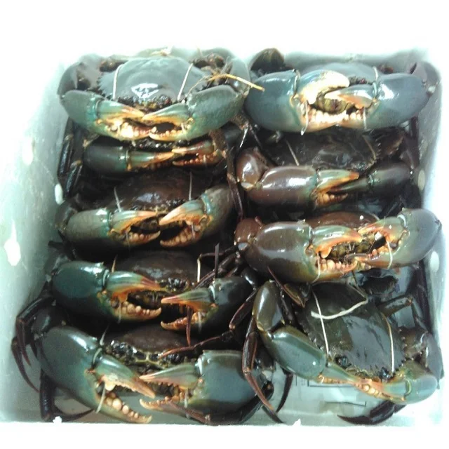 New Stock Sea Mud Crab Live/Frozen Chap Price