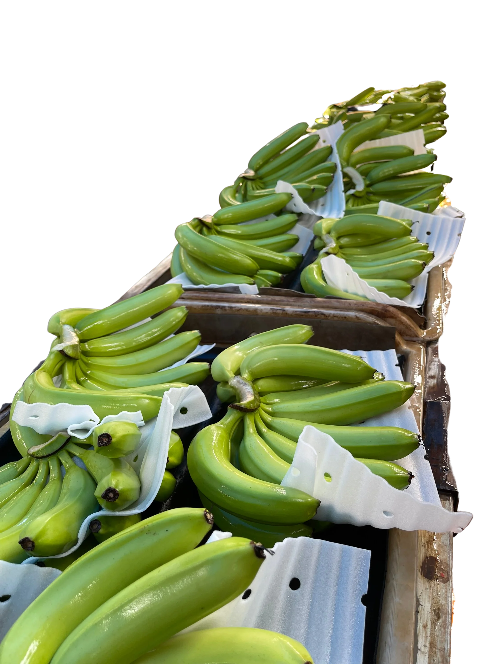 Top-Quality Fresh Bananas from Vietnam: Competitive Pricing Guaranteed