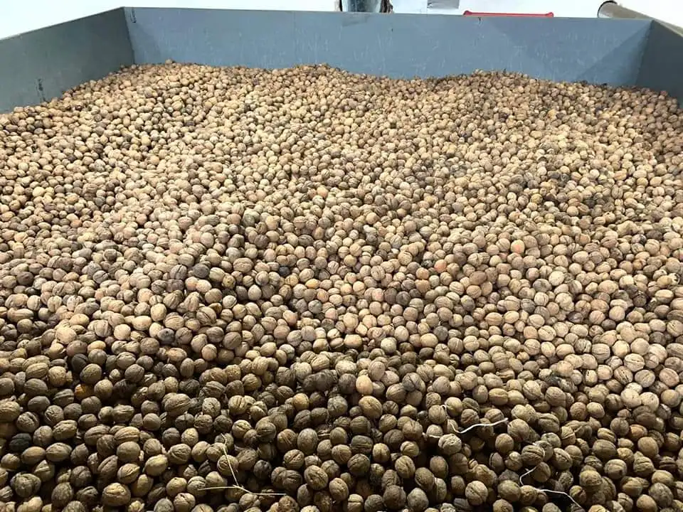 BEST QUALITY WALNUTS AND WALNUTS KERNEL READY FOR EXPORT