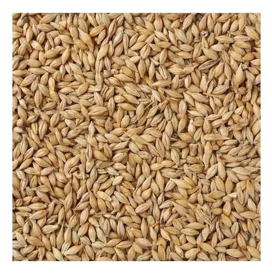 barley seeds used animal feed for cattle and sheep for Barley grwoing sprout