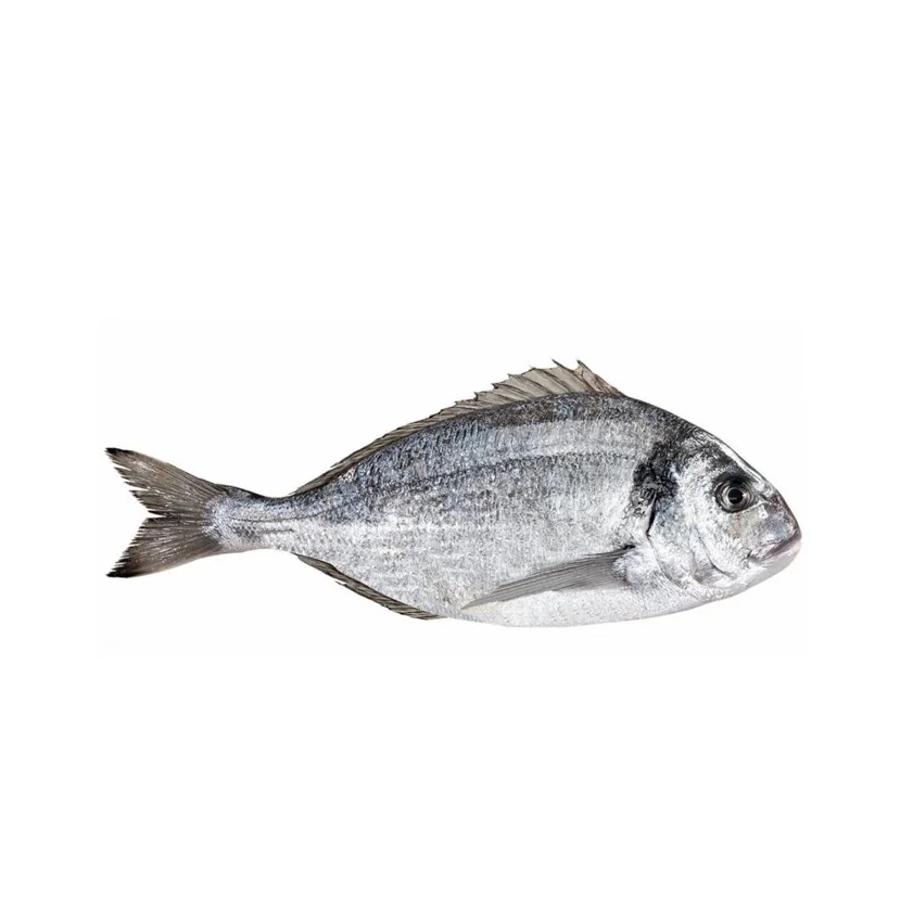 Highest Quality Best Price Direct Supply Black / Red seabream fish from Brazil sea bream Bulk Fresh Stock Available For Exports